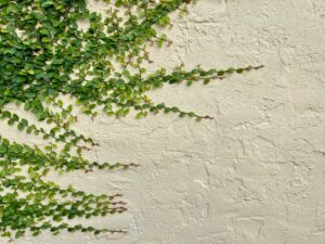 Green ivy growing on a white wall